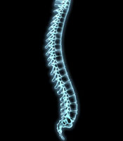 spine