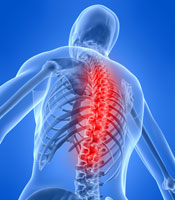 spine
